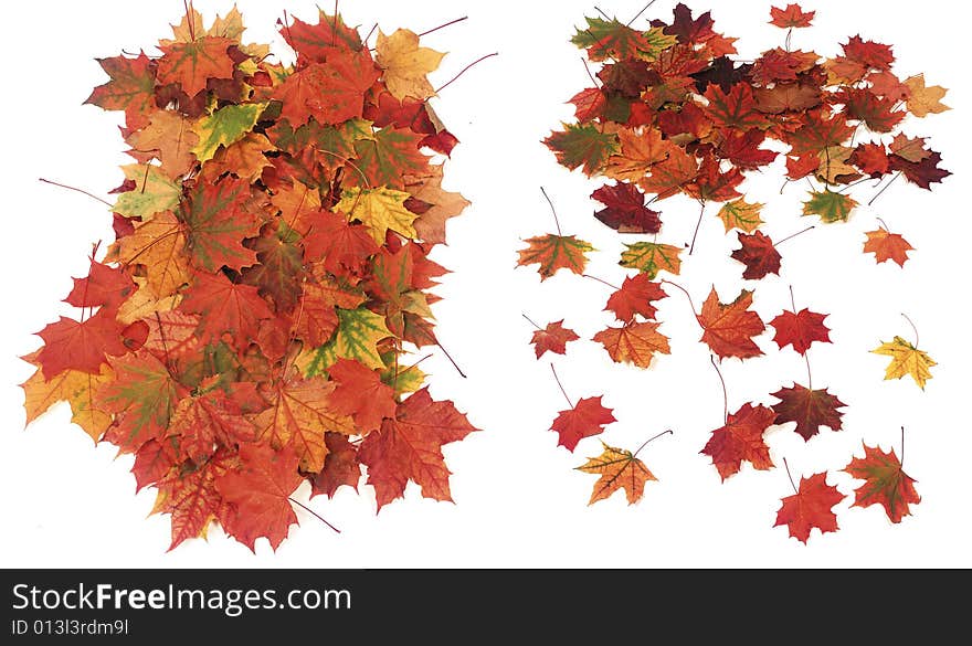 Autumn Maple Leaves