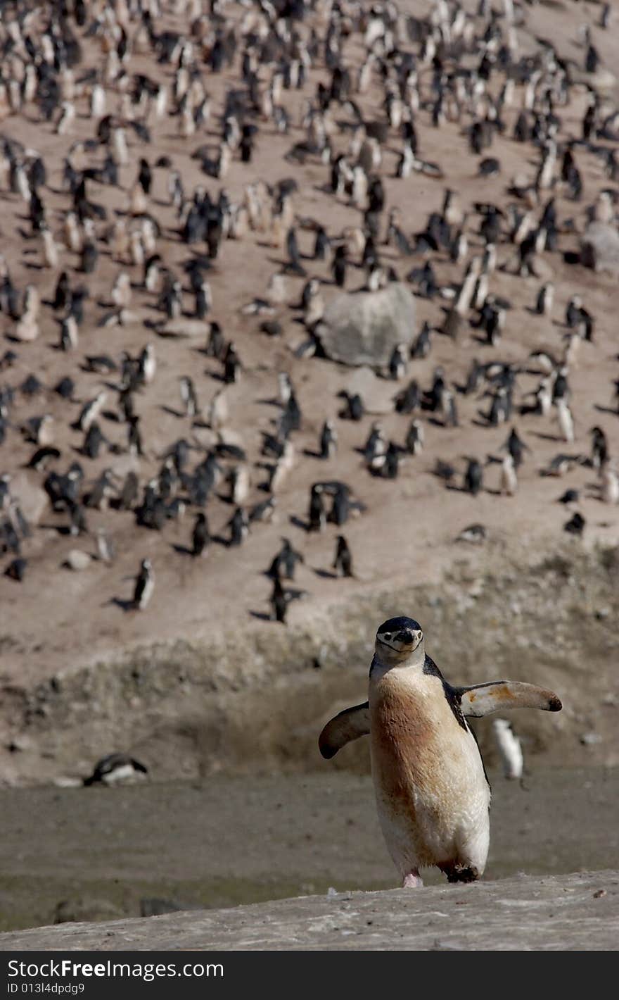 Penguin at the beach