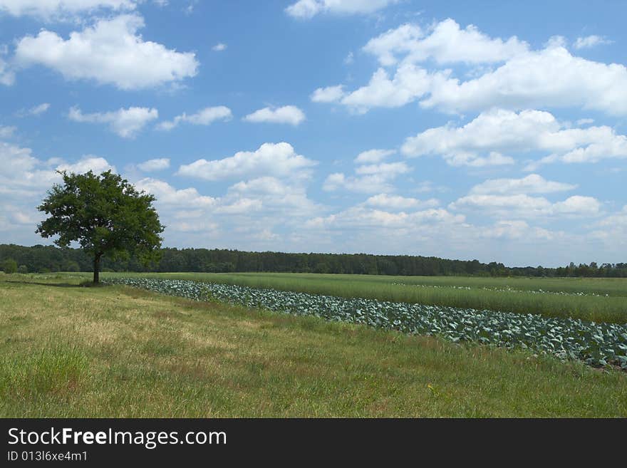 Lonely tree on a meadow, nice clouds on a sky