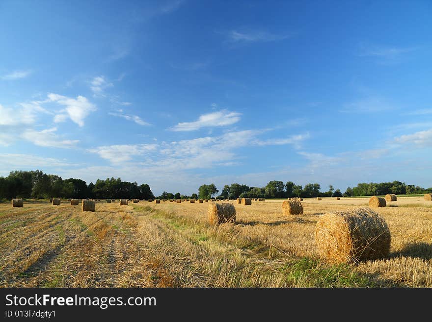 Straw bales on golden farmland with blue cloudy sky