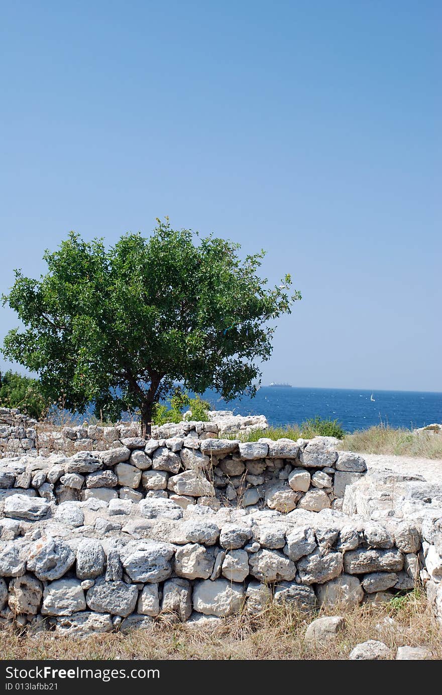 Lonely Tree In Ruins