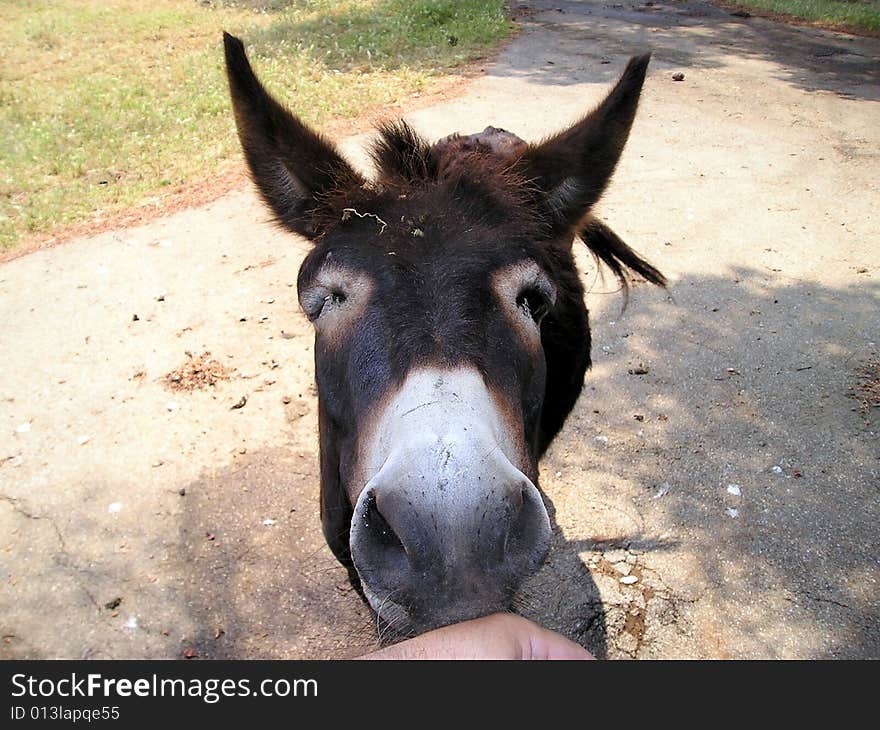 Donkey Kiss