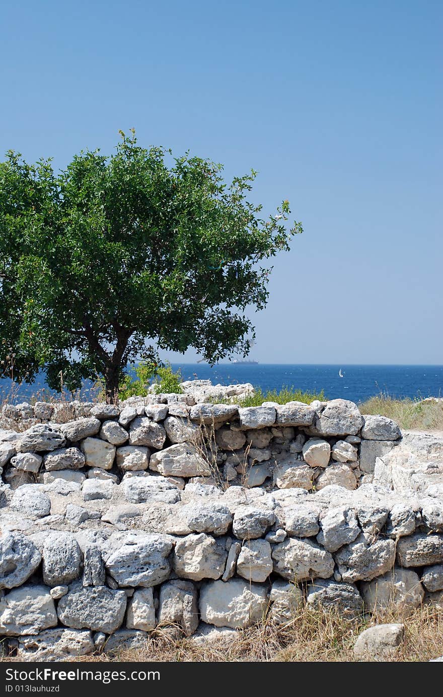 Lonely tree in ruins