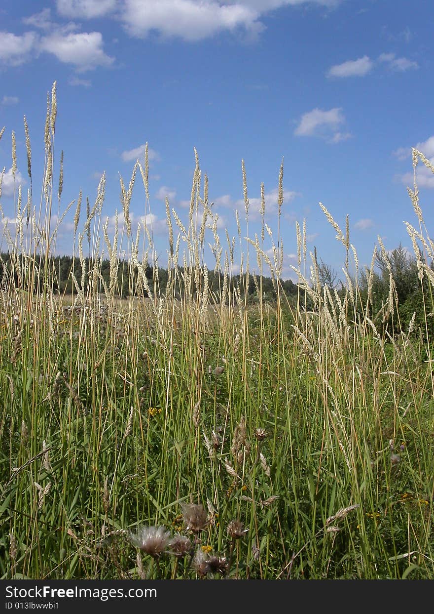 The summer field and  clouds is in sky