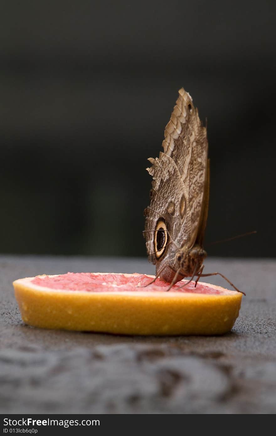 Butterfly On Ruby Grapefruit