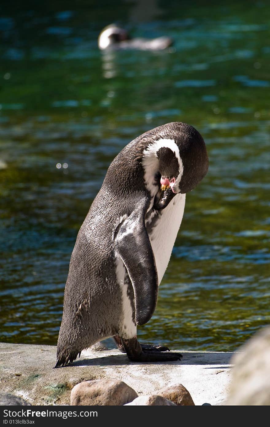 Grooming penguin at the Copenhagen Zoo, Frederiksberg, Denmark. Grooming penguin at the Copenhagen Zoo, Frederiksberg, Denmark