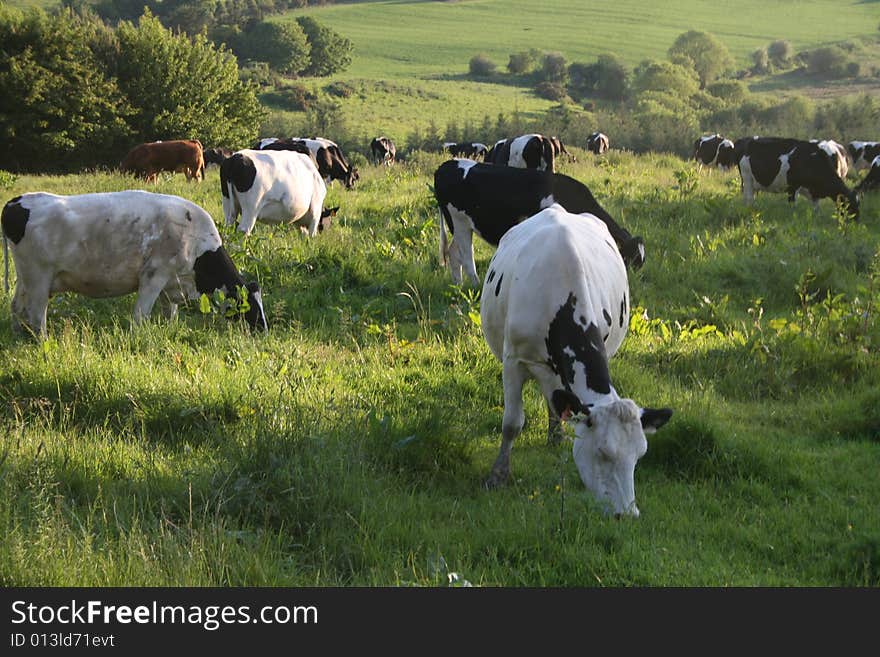 Cows in the sunset