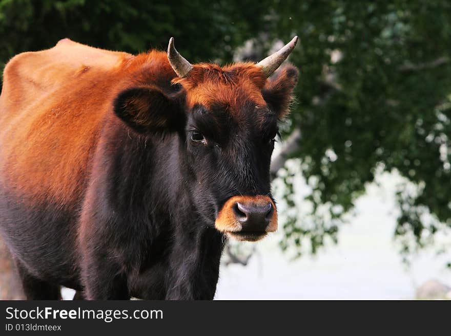 The cow  at the meadow of sinkiang china ..