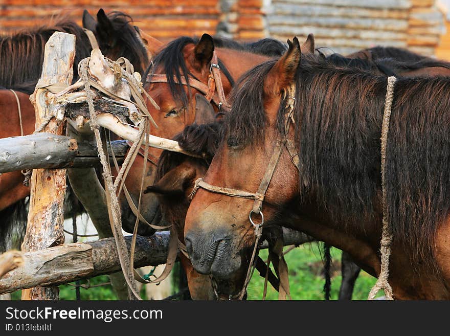 The  horse in the rest Inn