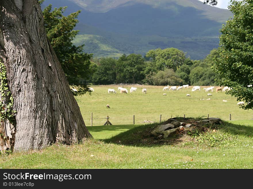 Irish farmland