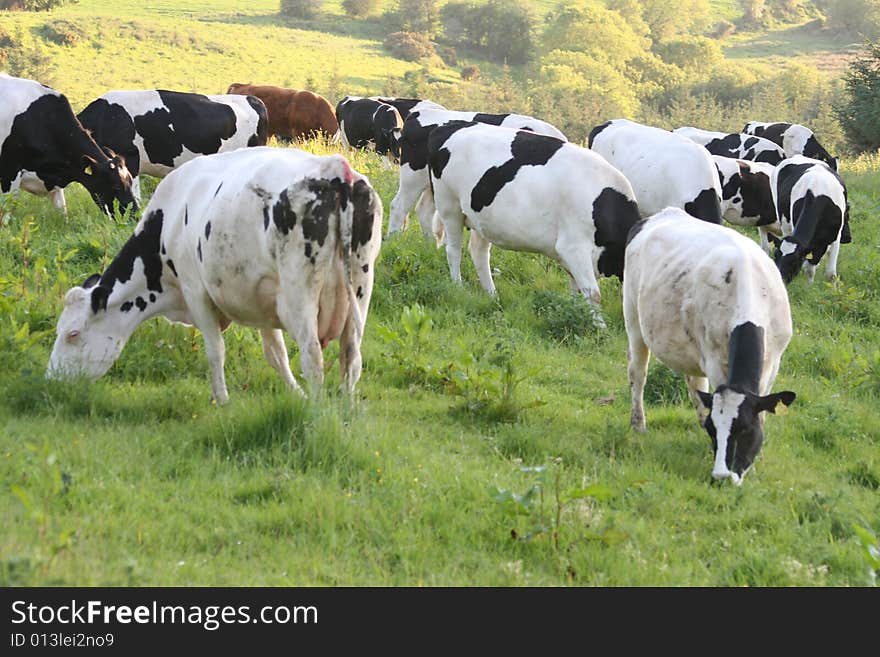 Irish farmland