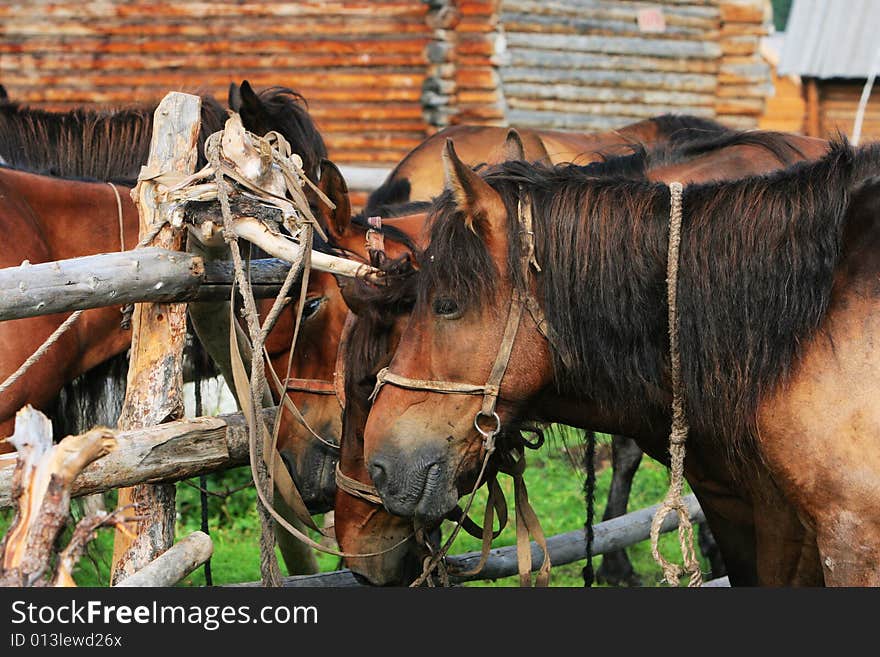 The  horse in the rest Inn