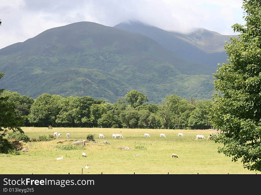 Irish Farmland