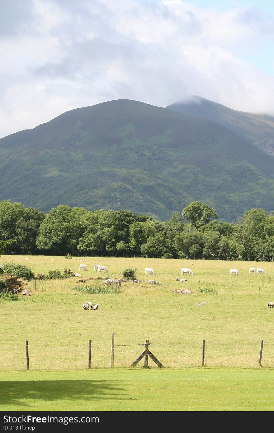 Irish farmland