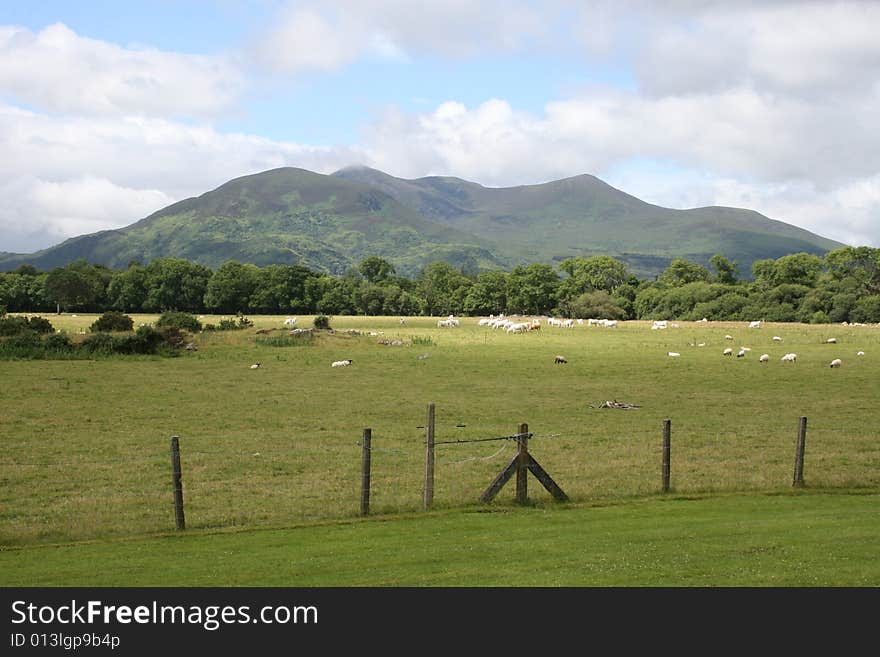 Irish Farmland