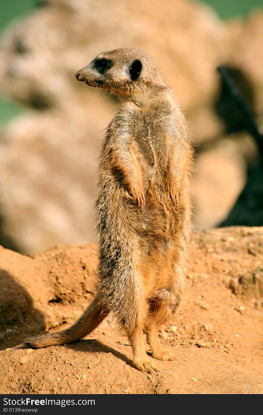 A meerkat standing on a rock and on lookout.