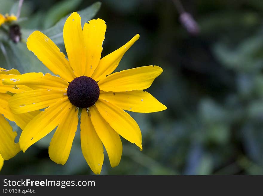 Large Brown Eyed Susan