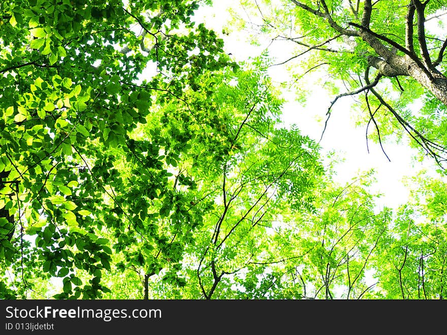 Trees in a green forest in spring. Trees in a green forest in spring