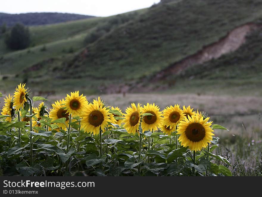 The beautiful sunflowers in  summer