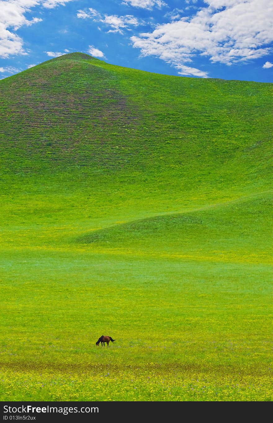 Horses on green meadow,eating under blue sky and clouds