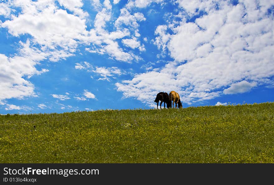 Horses On Green Meadow