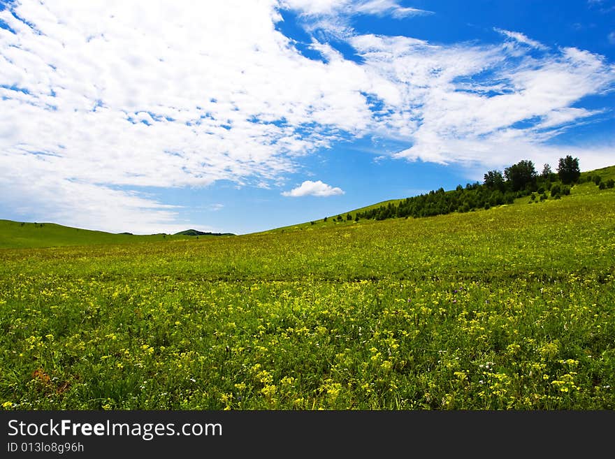 Meadow,blue sky