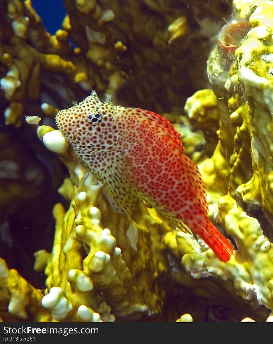 Red And White Leopard Blenny