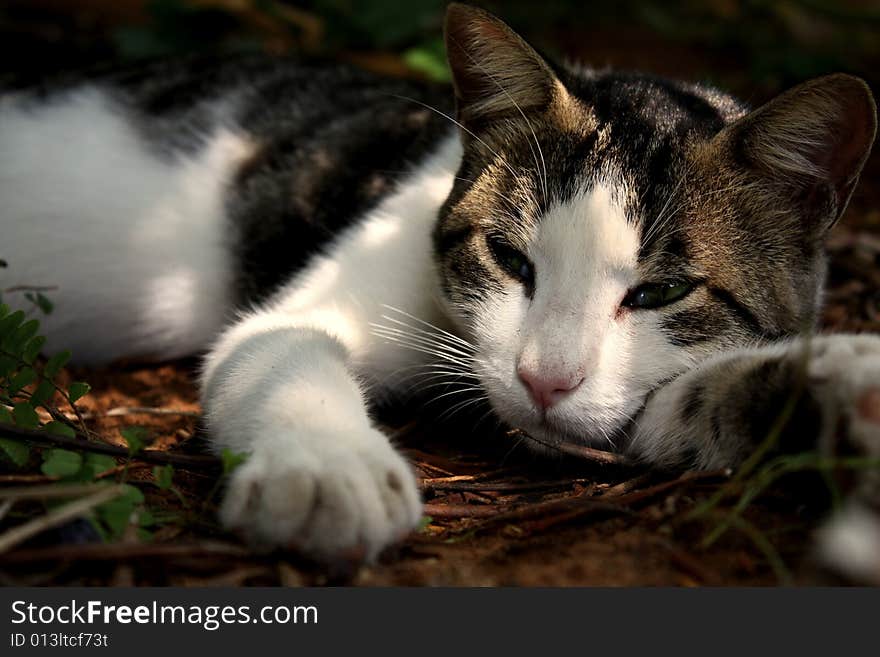 Another beautiful pose shows how tired/lazy cats alway are, even a big DSLR shooting consecutive shots didn't make him move his eyelids. Another beautiful pose shows how tired/lazy cats alway are, even a big DSLR shooting consecutive shots didn't make him move his eyelids