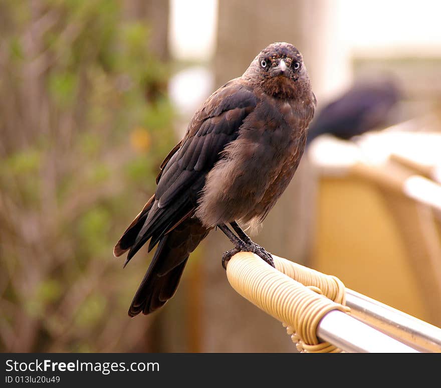 A young crow begging at the back of a chair