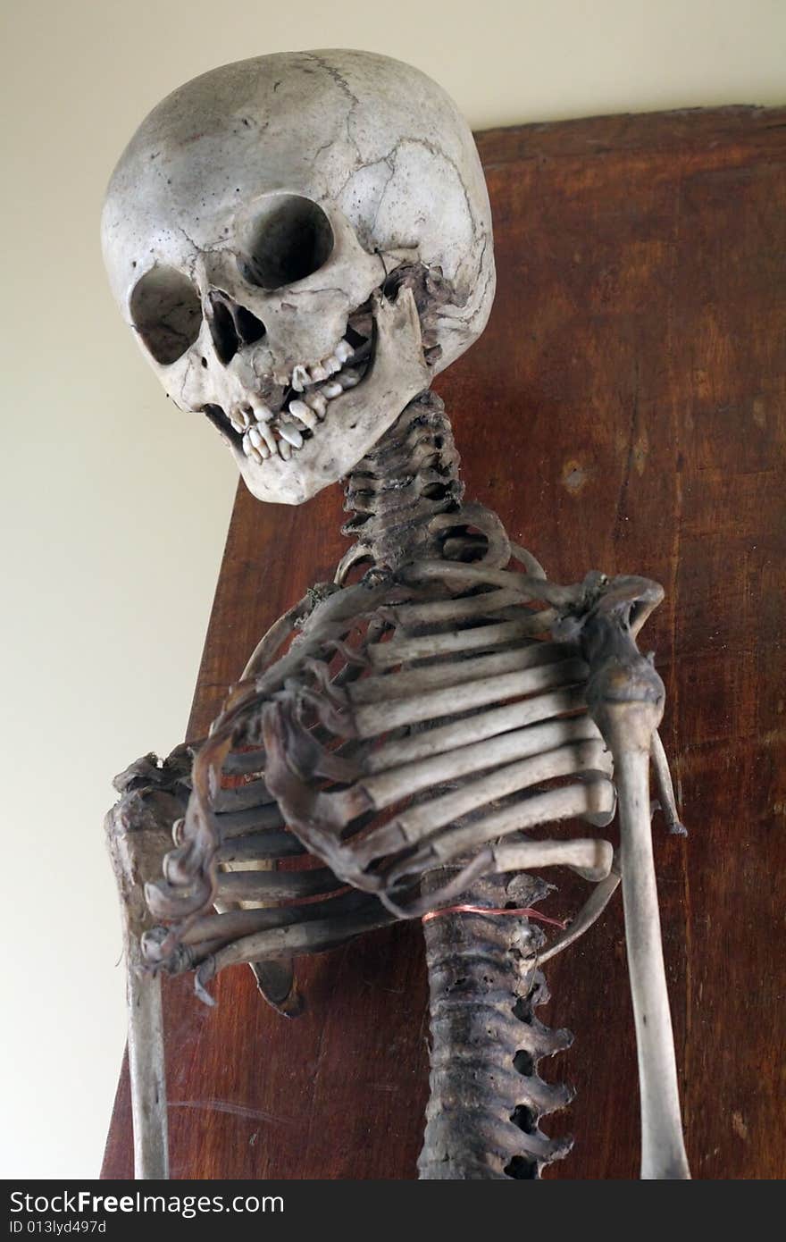 Antique Medical Skeleton