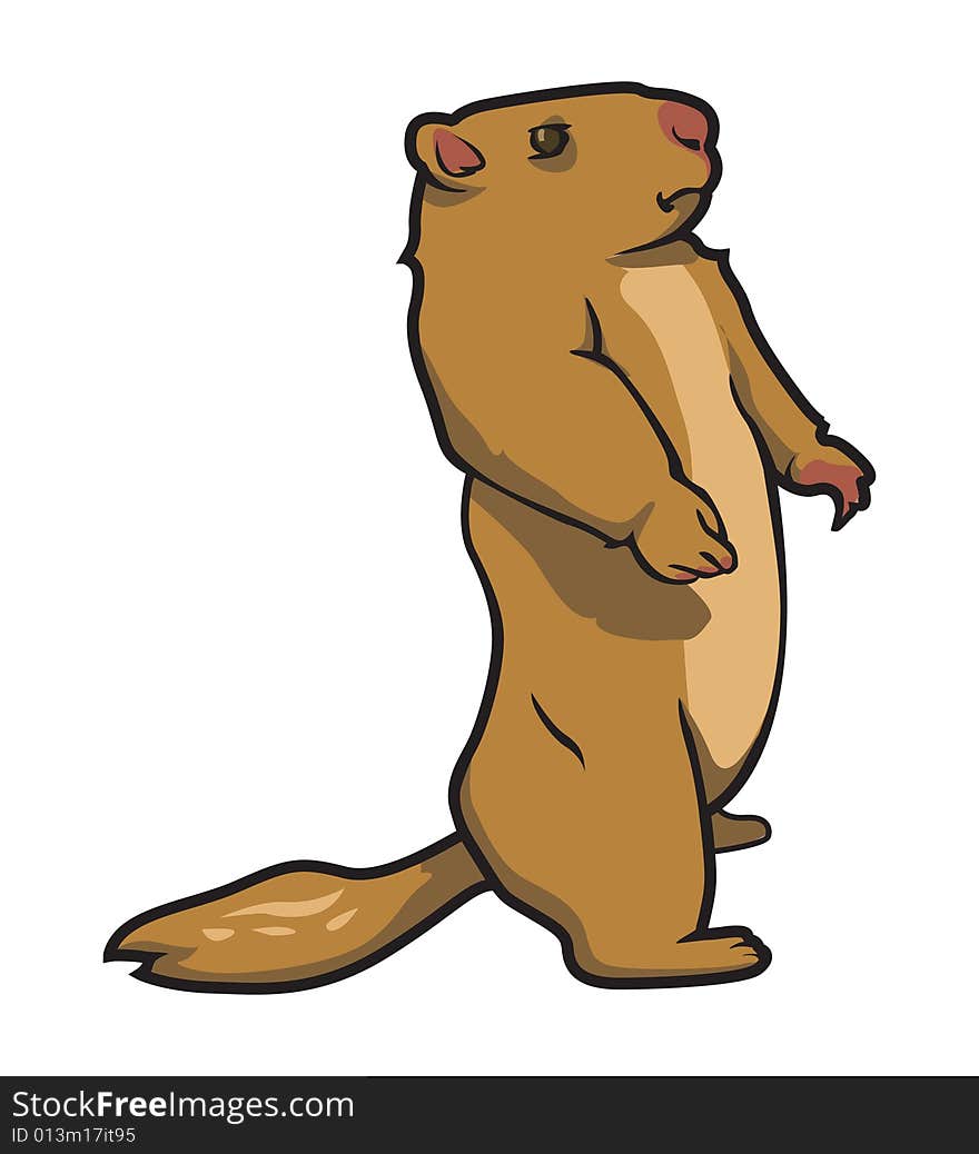 Prairie dog