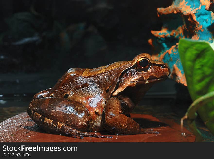 The smoky jungle frog, also known as the was discovered in 1824. This frog spends most of its time in the jungle away from ponds and streams. To keep eggs moist the female oozes a liquid from her body and then beats it into a frothy foam with her back legs. She then deposits the eggs into the foam. The outside of the foam nest hardens into a shell, which protects the eggs. It is a large frog, 5 t