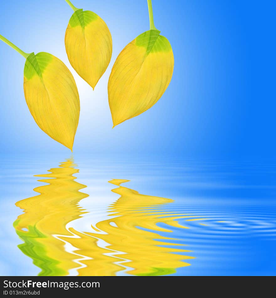 Golden Leaf Beauty