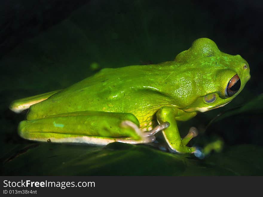 Close up of a beautiful green tree frog