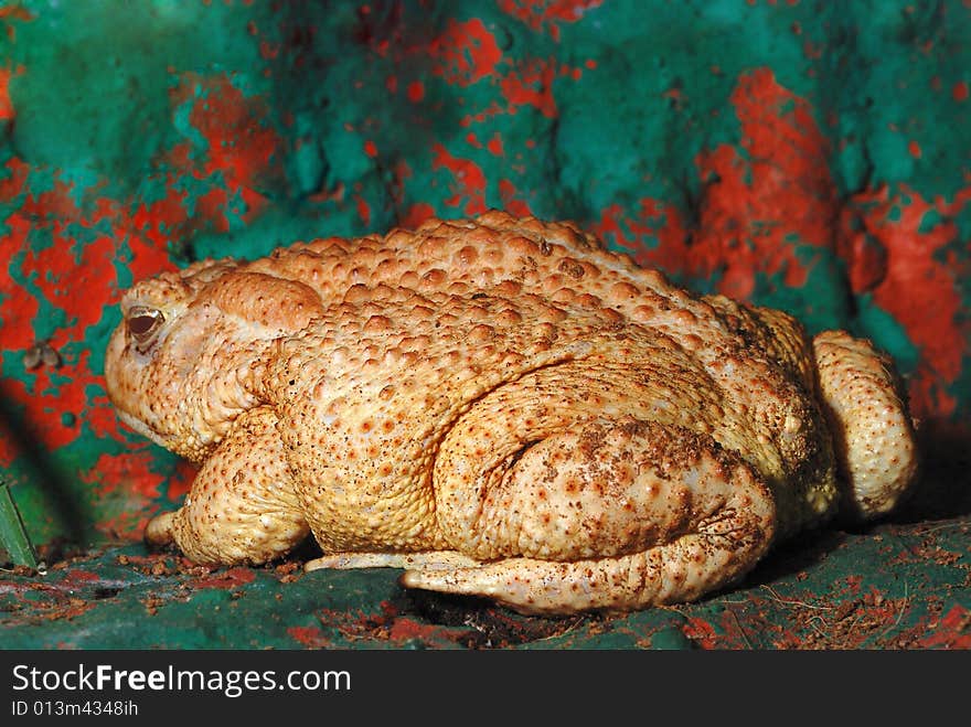 BIG TOAD