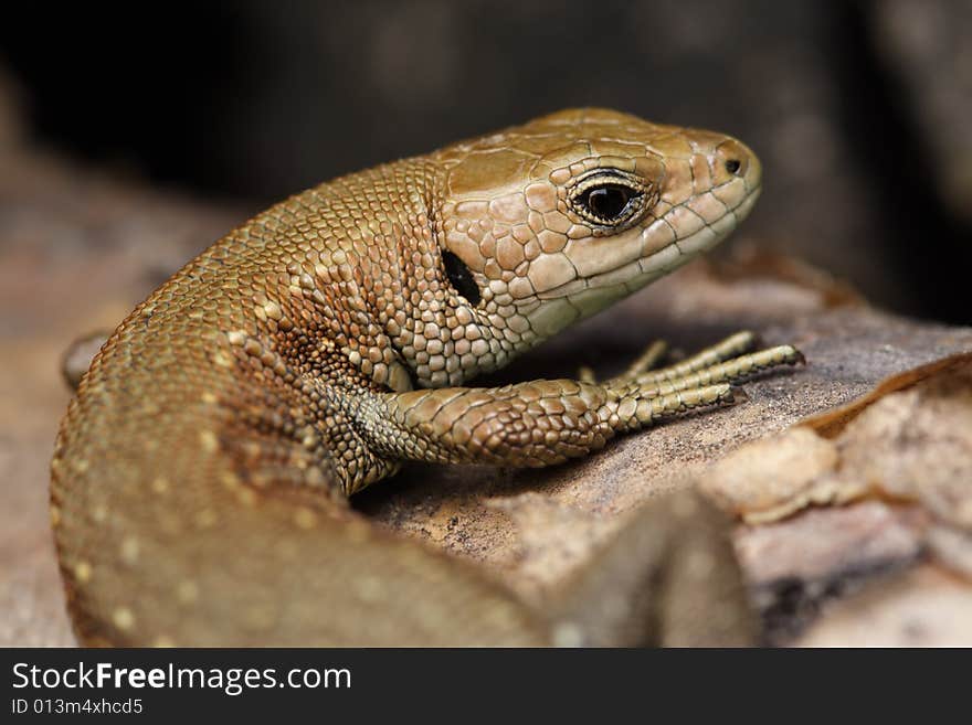 Close up of small viviparous lizard (Lacerta vivipara) enjoying its sunbathing