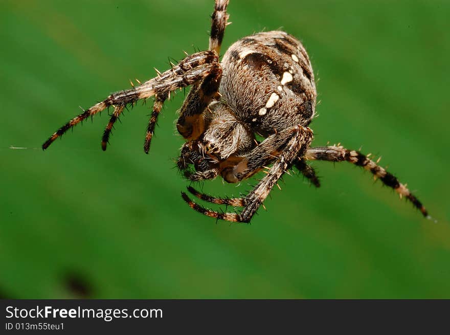 Macro/close-up shot of a spider on the 
hunting