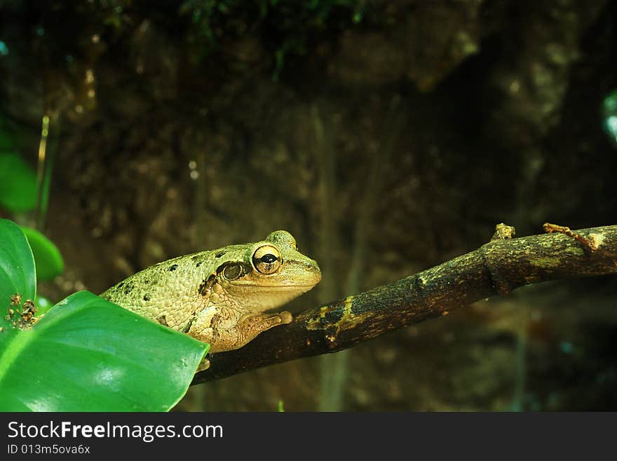 White-lipped Tree Frog