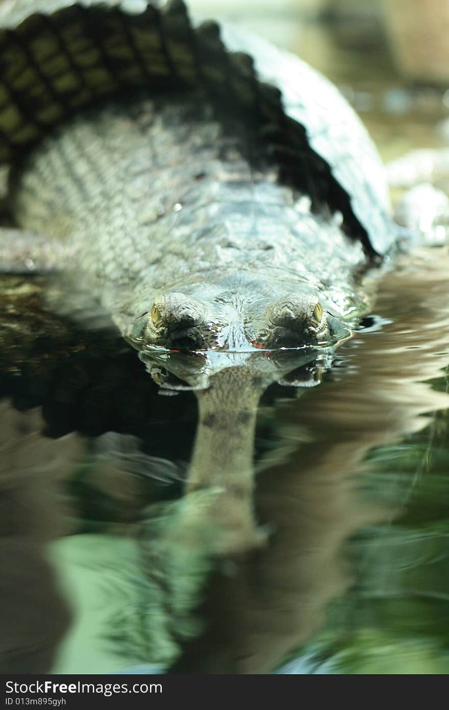 Dangerous crocodile in the water with nice eyes