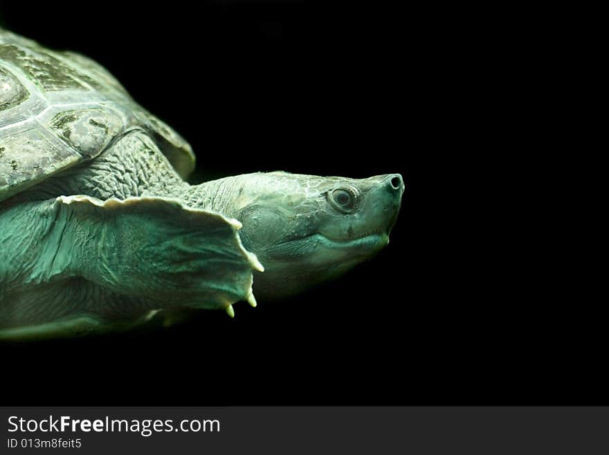 Nice turtle on the black background