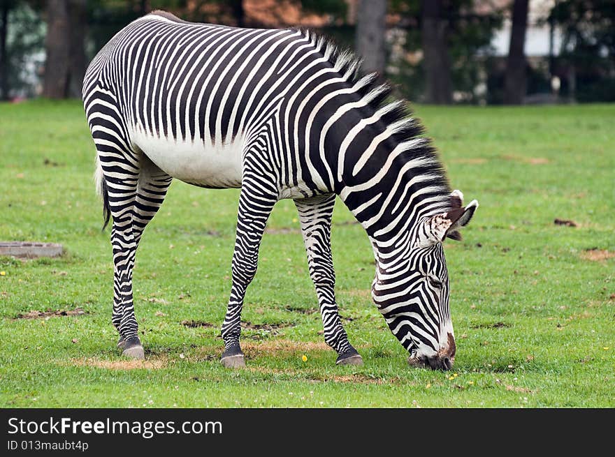 Young zebra horse eating grass in the field