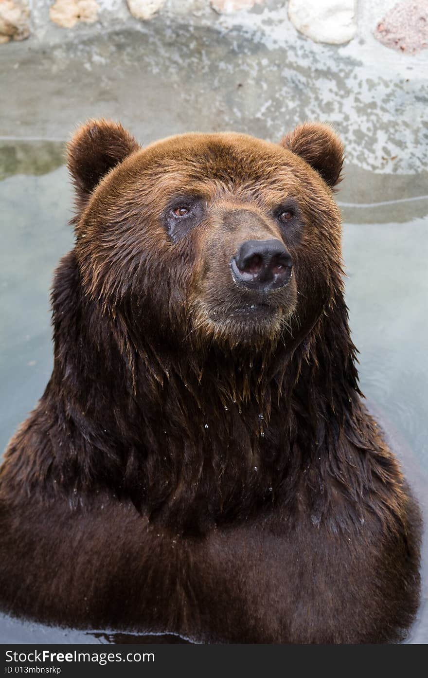 A brown bear sitting in the water and watching something