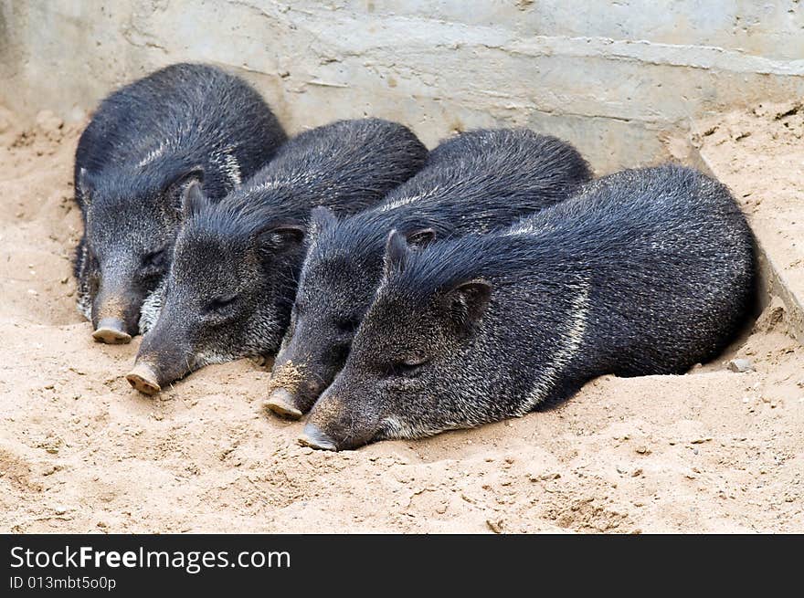 Four dark piglets sleeping in the sand