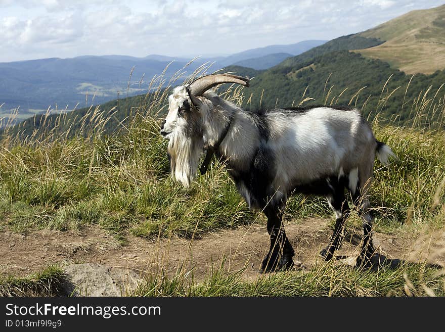 Goat On The Tourist Track