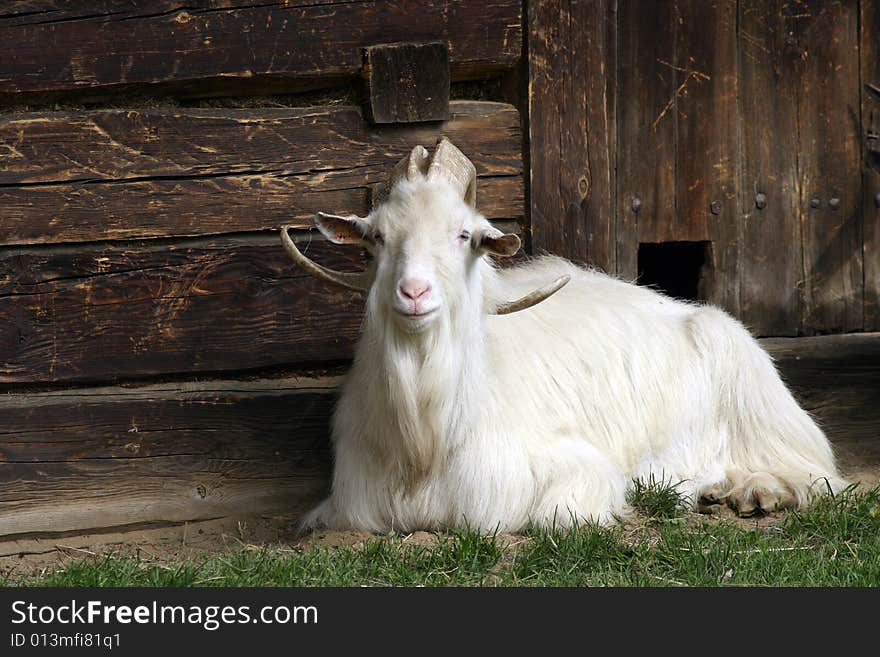 Goat Watching The House