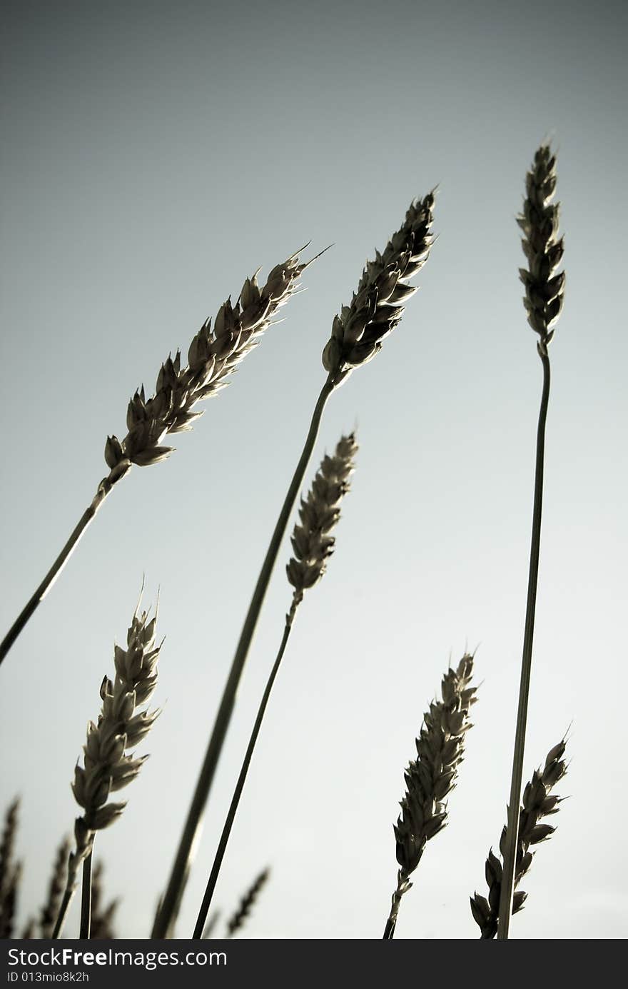 Wheat on organic agriculture; farm plant on a farm. Wheat on organic agriculture; farm plant on a farm