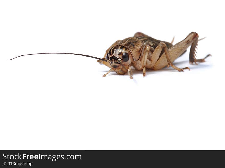 Brown cricket isolated on white