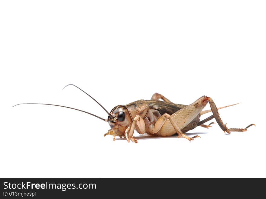 Brown cricket isolated on white