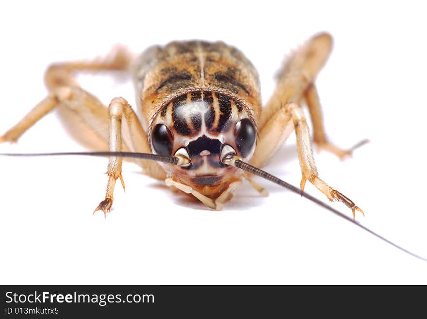 Cricketin detail isolated