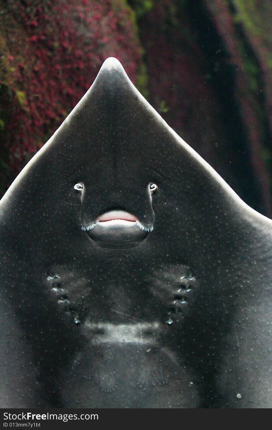 Close up of a ray in an aquarium. Close up of a ray in an aquarium